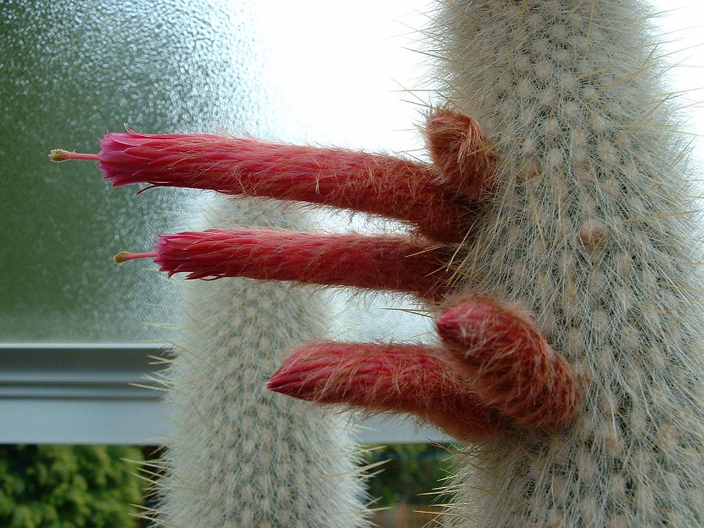 Cleistocactus strausii2.JPG